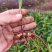 云南宽叶白芨种苗紫花白芨苗高产紫花白芨苗技术指导
