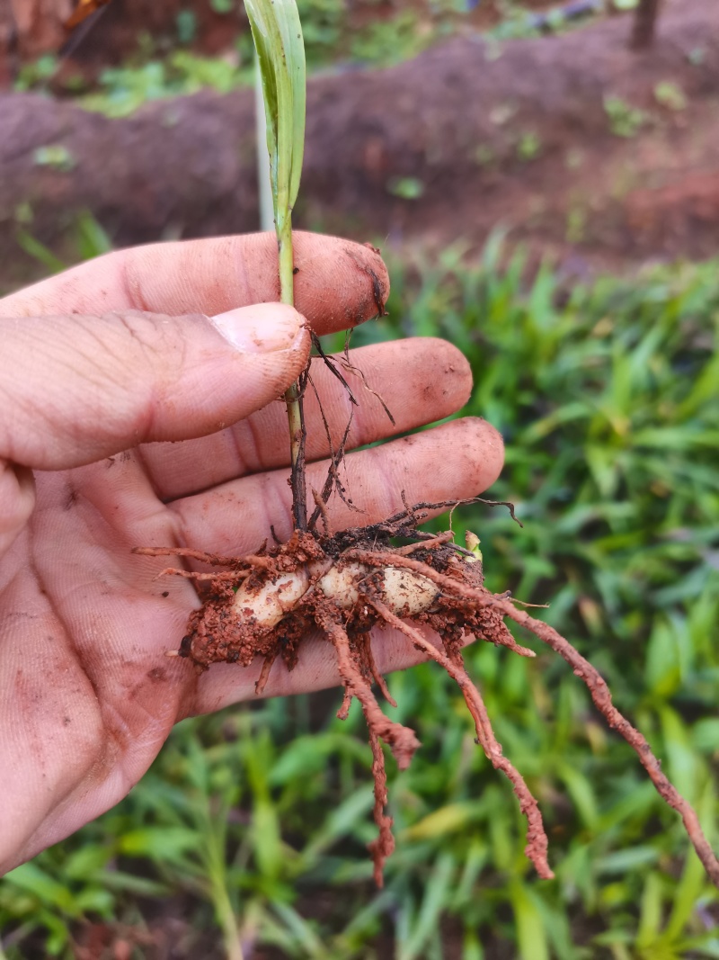 云南宽叶白芨种苗紫花白芨苗高产紫花白芨苗技术指导