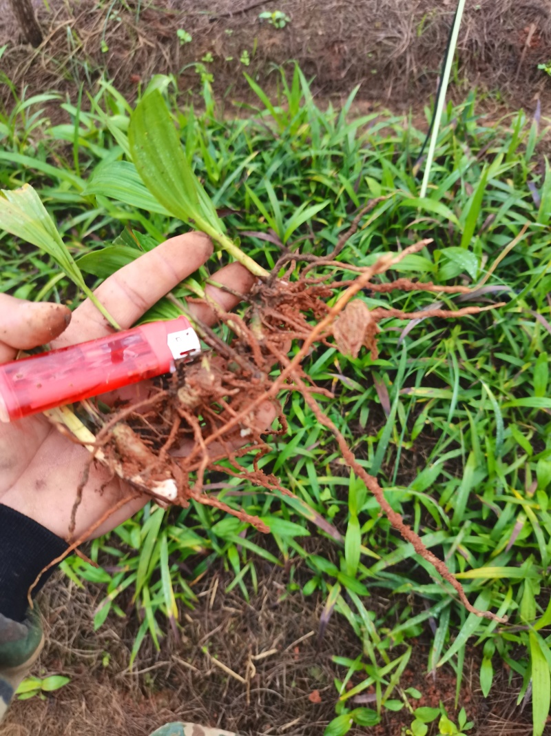 云南宽叶白芨种苗紫花白芨苗高产紫花白芨苗技术指导