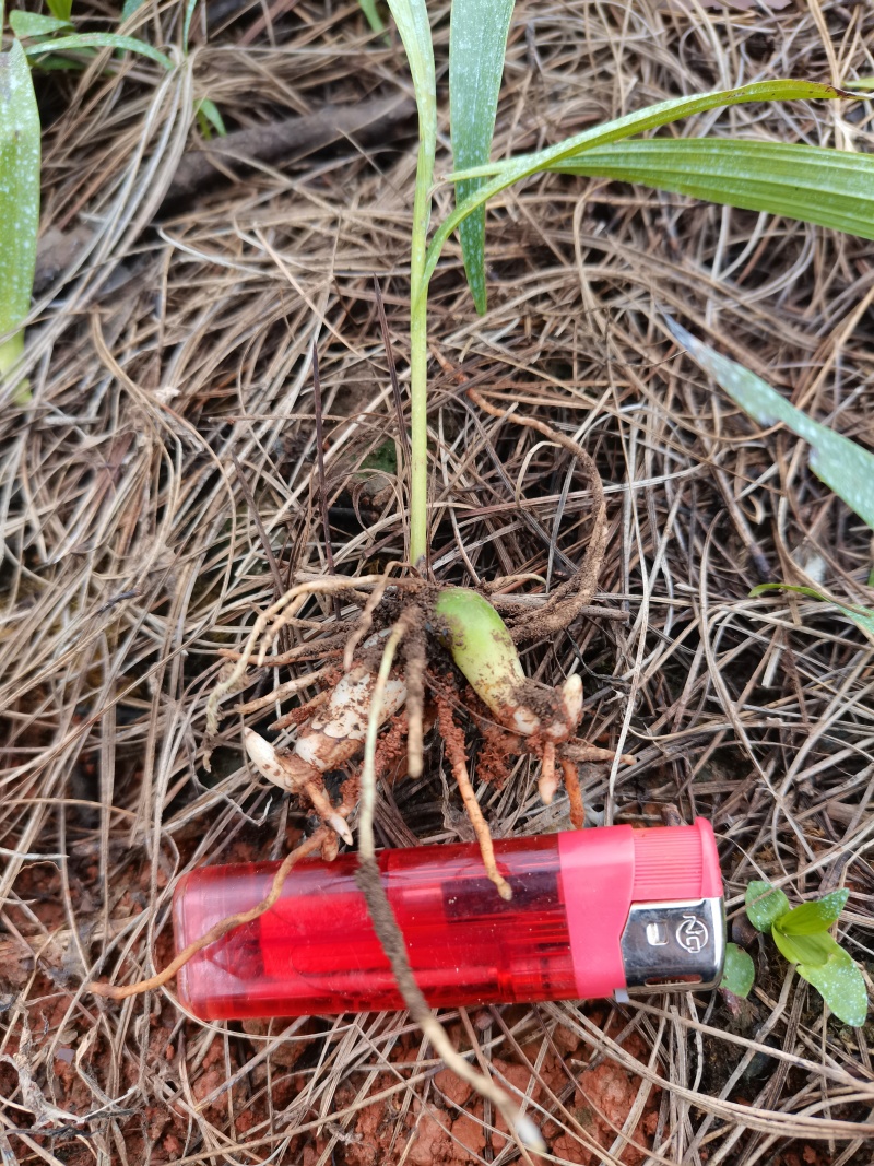 云南宽叶白芨种苗紫花白芨苗高产紫花白芨苗技术指导