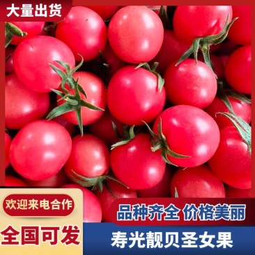 山东潍坊寿光贝贝、靓贝圣女果量大质优全国发货欢迎来电