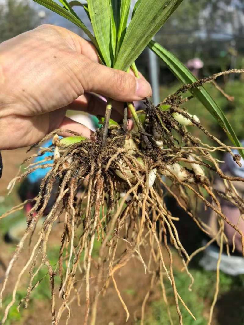 中药材种苗三叉白芨种苗训化紫花宽叶白芨苗