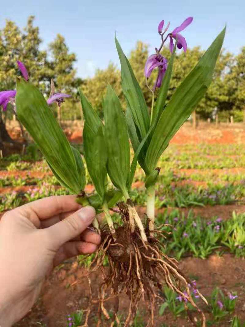 中药材种苗三叉白芨种苗训化紫花宽叶白芨苗