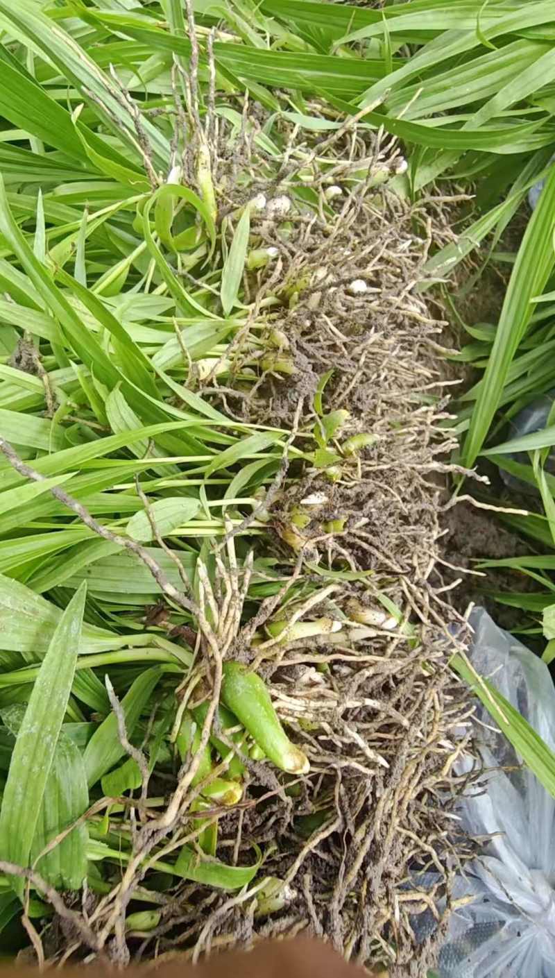 中药材种苗三叉白芨种苗训化紫花宽叶白芨苗