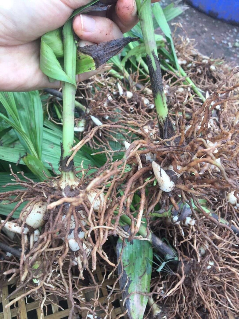 中药材种苗三叉白芨种苗训化紫花宽叶白芨苗