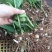 中药材种苗三叉白芨种苗训化紫花宽叶白芨苗