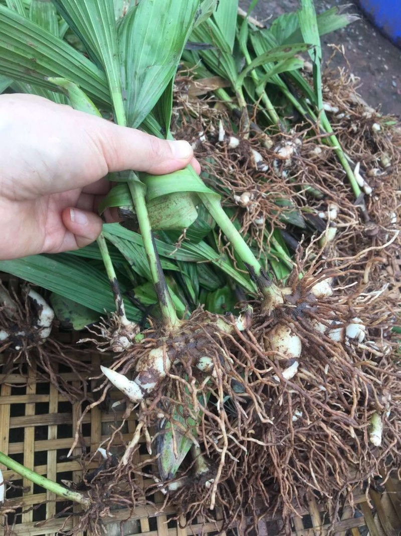 中药材种苗三叉白芨种苗训化紫花宽叶白芨苗