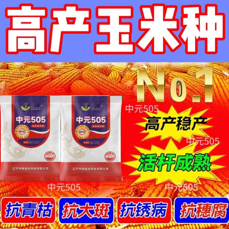 正品优质玉米种子大棒紫杆紫叶抗病抗虫抗旱涝抗倒伏苞米种子