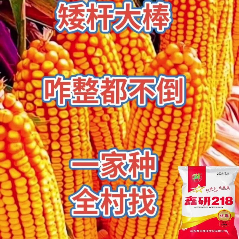 正品优质玉米种子大棒紫杆紫叶抗病抗虫抗旱涝抗倒伏苞米种子