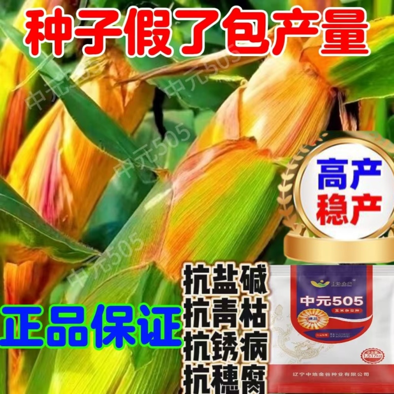正品优质玉米种子大棒紫杆紫叶抗病抗虫抗旱涝抗倒伏苞米种子