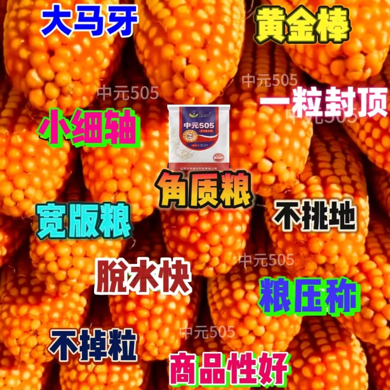 正品优质玉米种子大棒紫杆紫叶抗病抗虫抗旱涝抗倒伏苞米种子