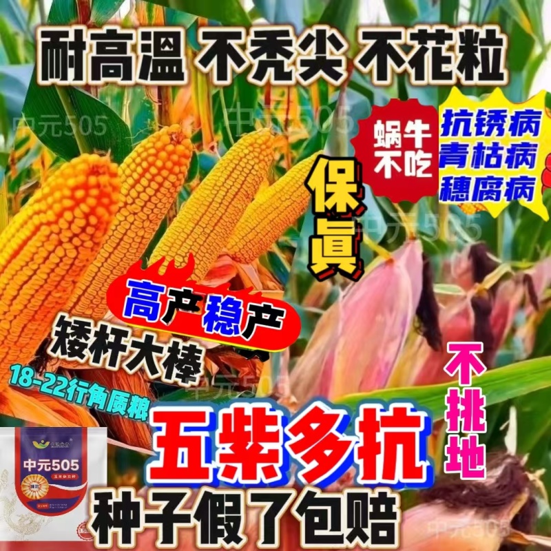 正品优质玉米种子大棒紫杆紫叶抗病抗虫抗旱涝抗倒伏苞米种子