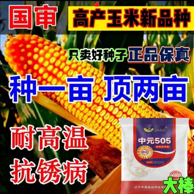 正品优质玉米种子大棒紫杆紫叶抗病抗虫抗旱涝抗倒伏苞米种子