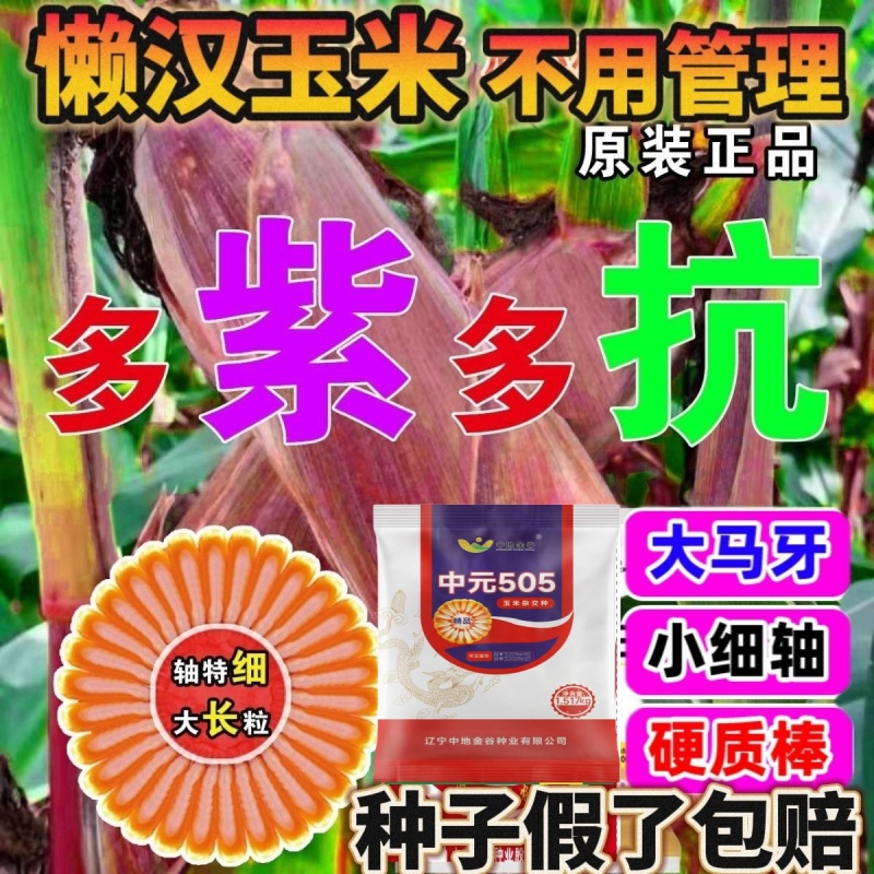 正品优质玉米种子大棒紫杆紫叶抗病抗虫抗旱涝抗倒伏苞米种子