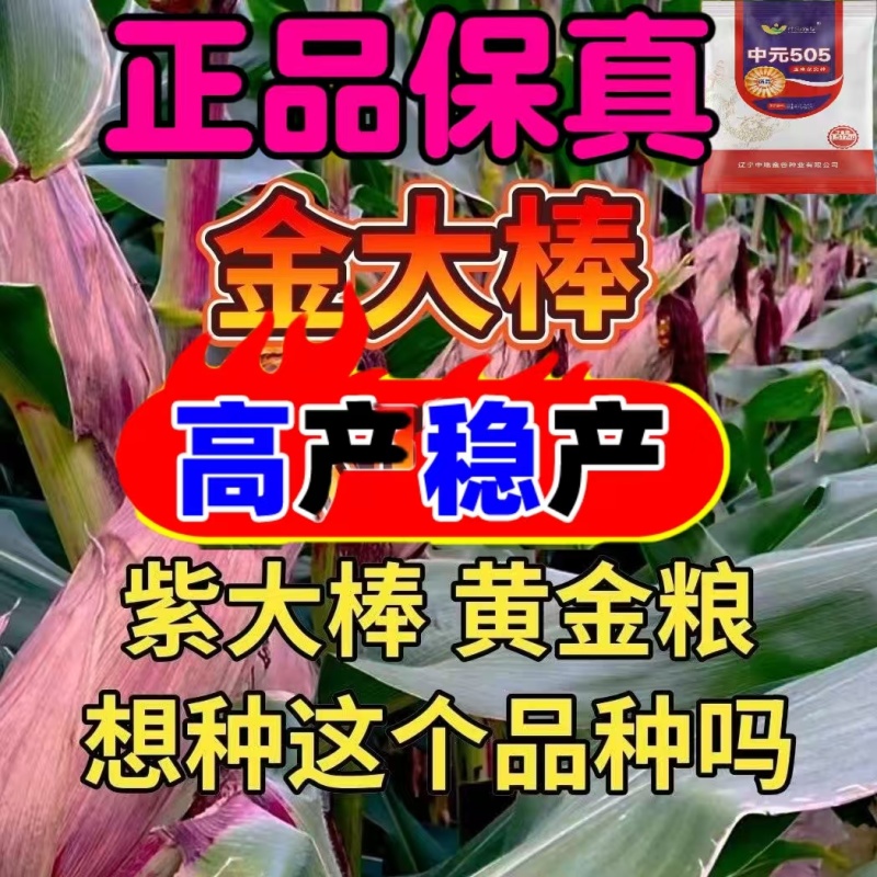 正品优质玉米种子大棒紫杆紫叶抗病抗虫抗旱涝抗倒伏苞米种子