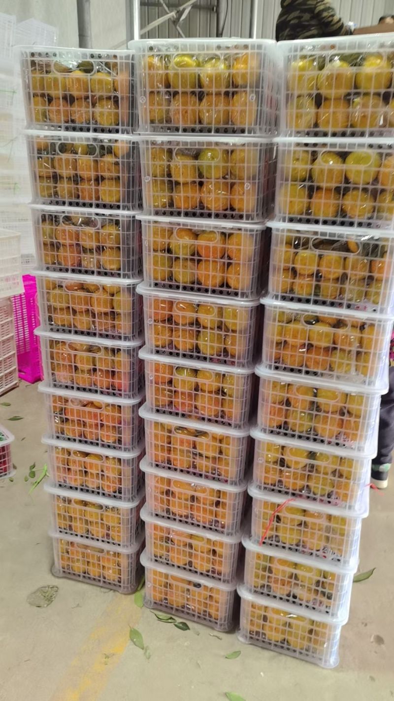 湖北蜜桔，一手货源，对接电商，市场，团购，外贸出口，