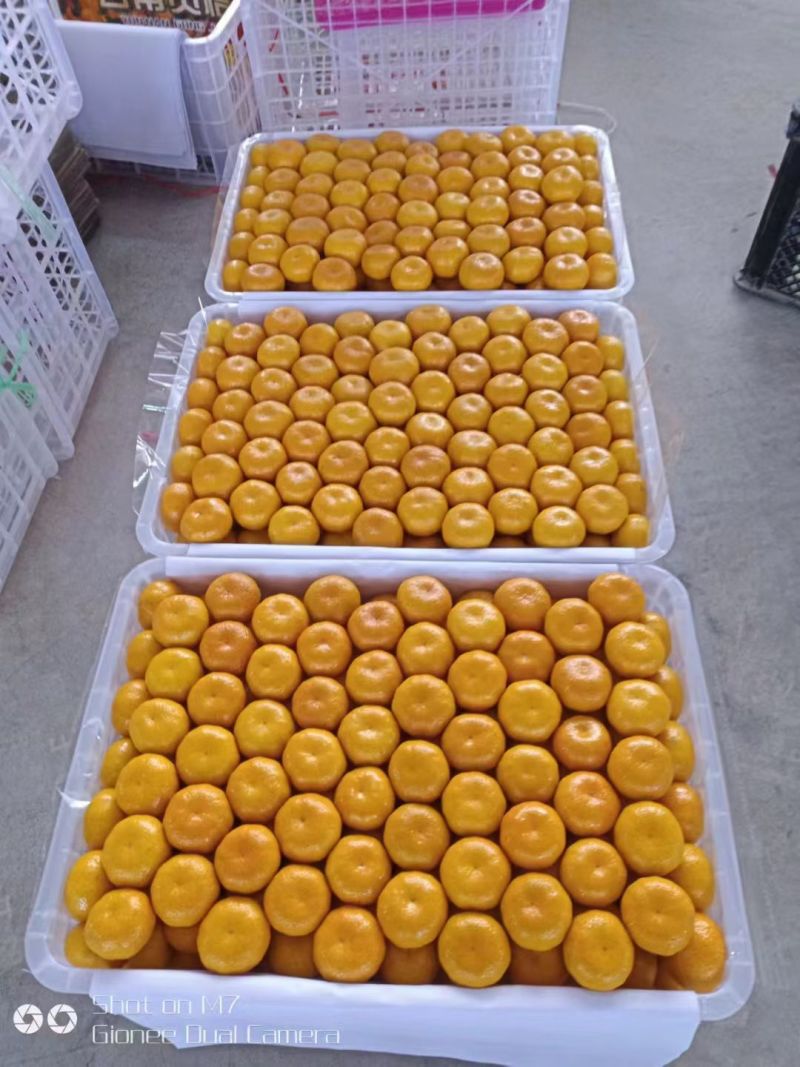 云南高原蜜桔叶橘产地发货对接电商市场社区团购外贸出口