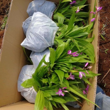紫花中宽叶百芨苗中药材种苗技术指导训化白芨种苗