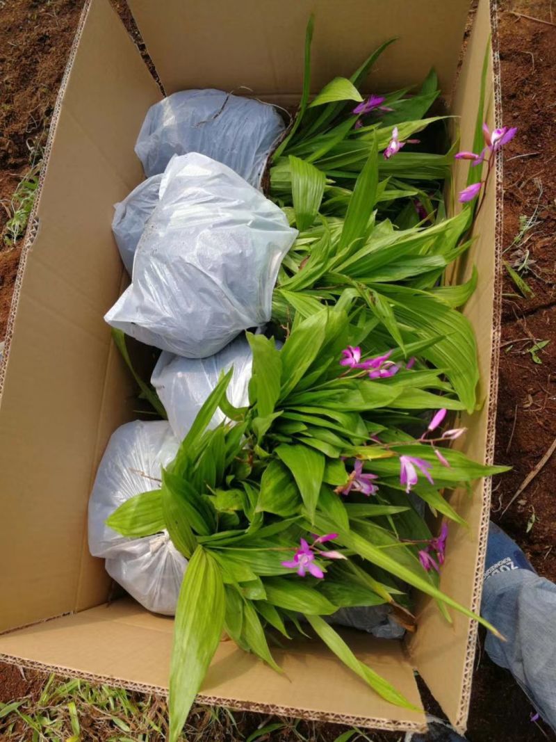 紫花中宽叶百芨苗中药材种苗技术指导训化白芨种苗