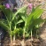 紫花中宽叶百芨苗中药材种苗技术指导训化白芨种苗