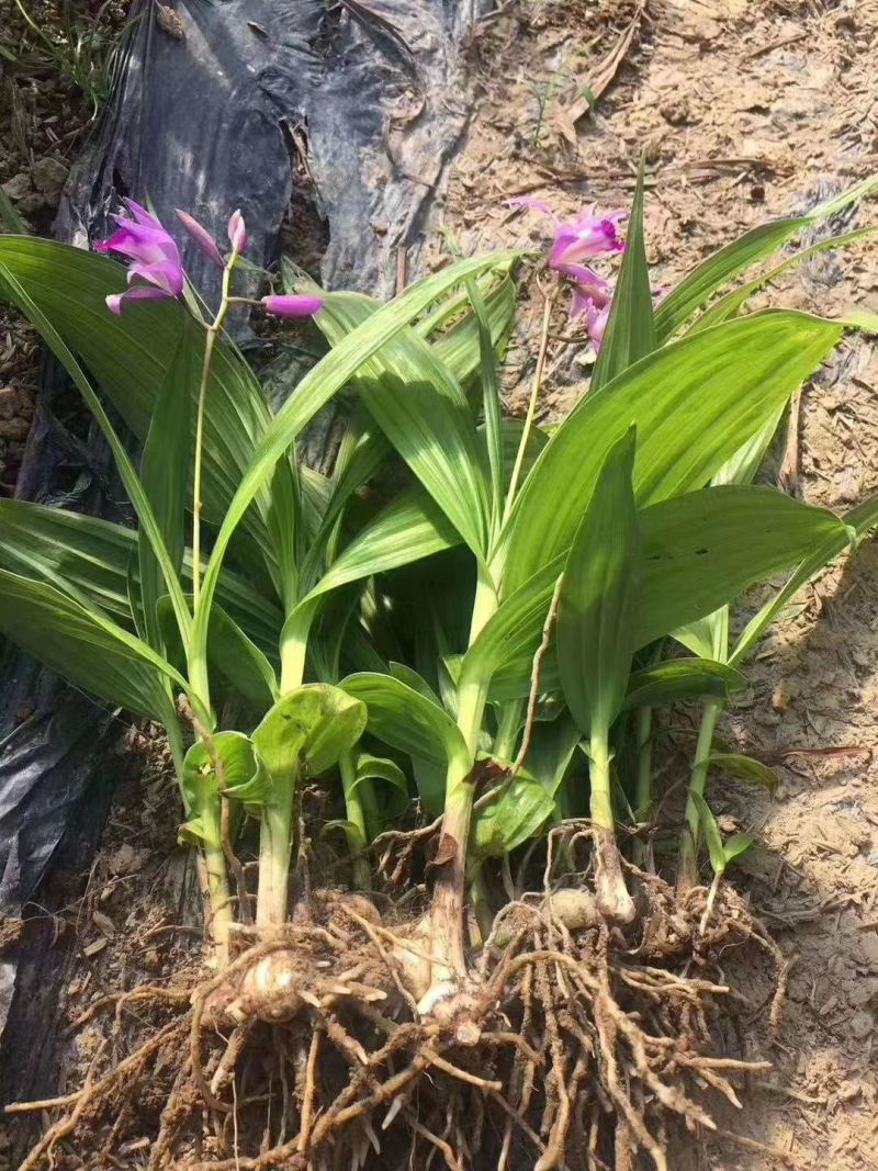 紫花中宽叶百芨苗中药材种苗技术指导训化白芨种苗