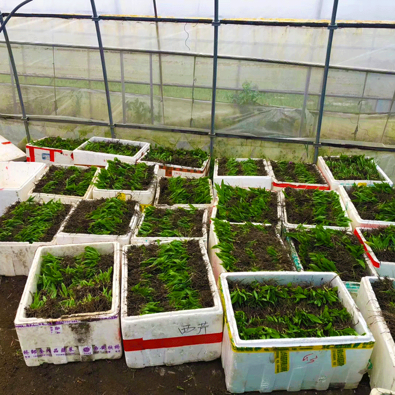 紫花中宽叶百芨苗中药材种苗技术指导训化白芨种苗