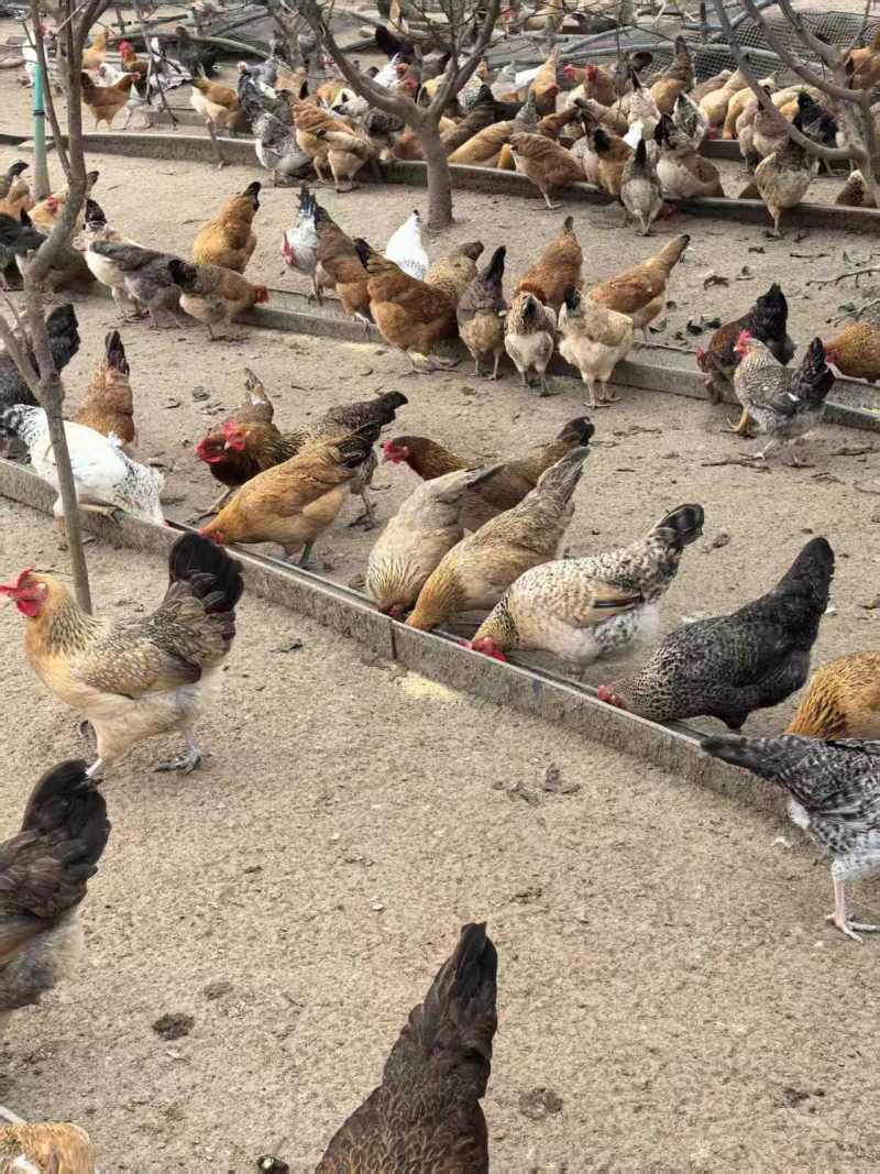 河南本地土鸡农家散养粮食喂养健康跑步鸡