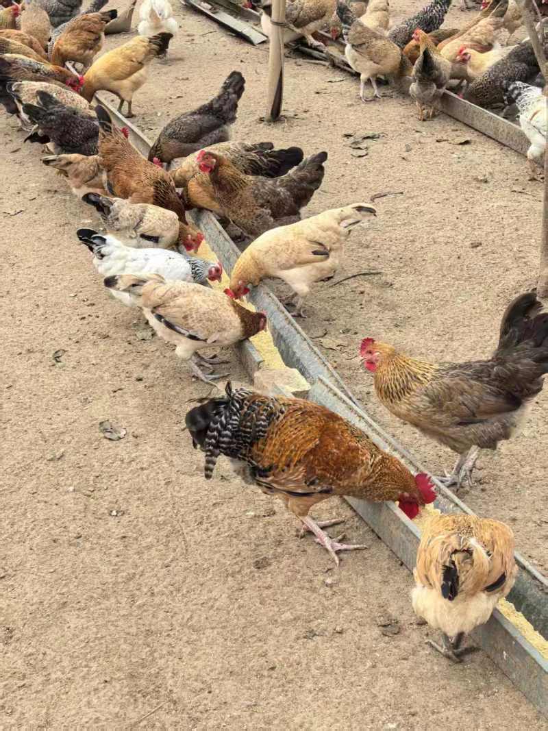 河南本地土鸡农家散养粮食喂养健康跑步鸡