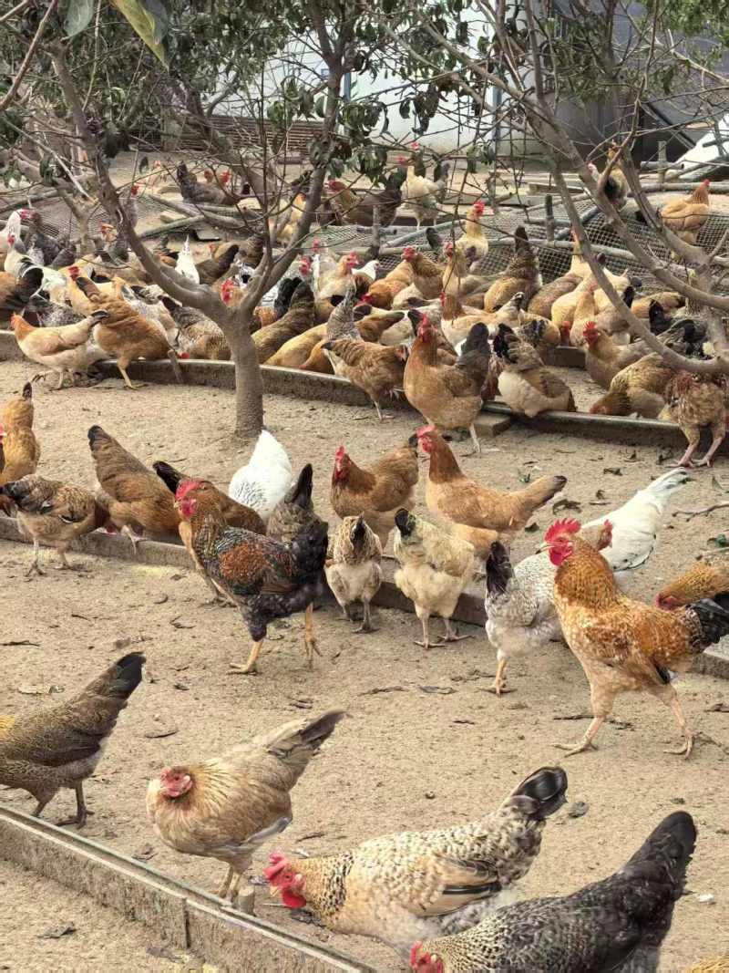 河南本地土鸡农家散养粮食喂养健康跑步鸡