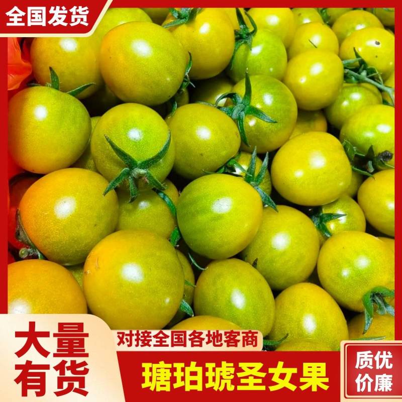 潍坊寿光瑭珀琥小番茄圣女果产地直发品种保证欢迎咨询