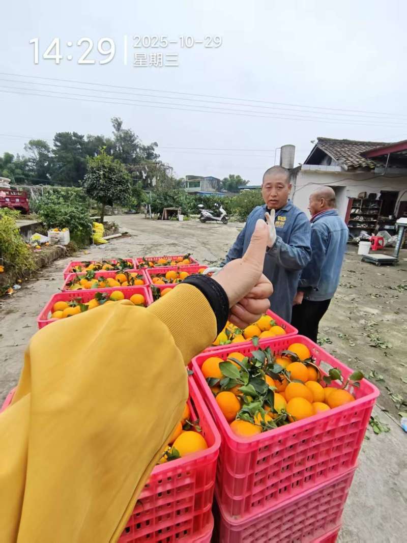 爱媛果冻橙38号四川产地货源充足保质保量欢迎订购