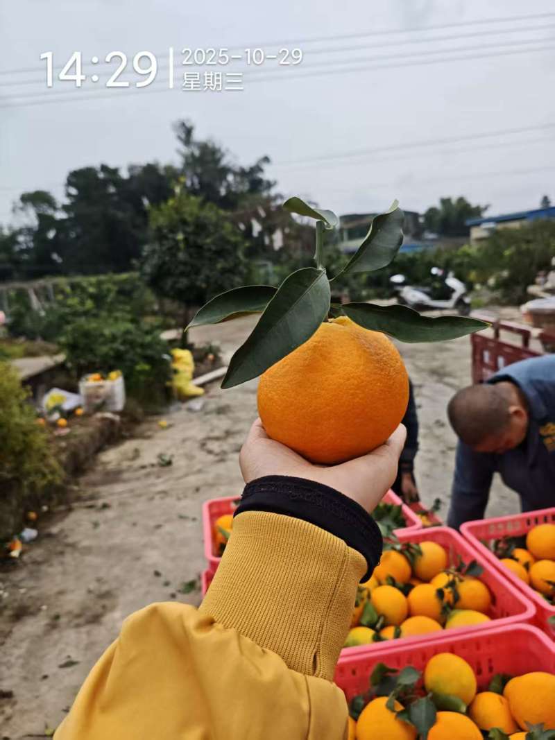 爱媛果冻橙38号四川产地货源充足保质保量欢迎订购