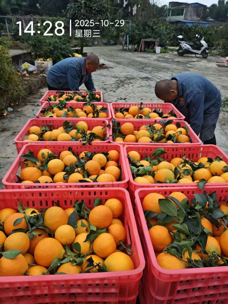 爱媛果冻橙38号四川产地货源充足保质保量欢迎订购
