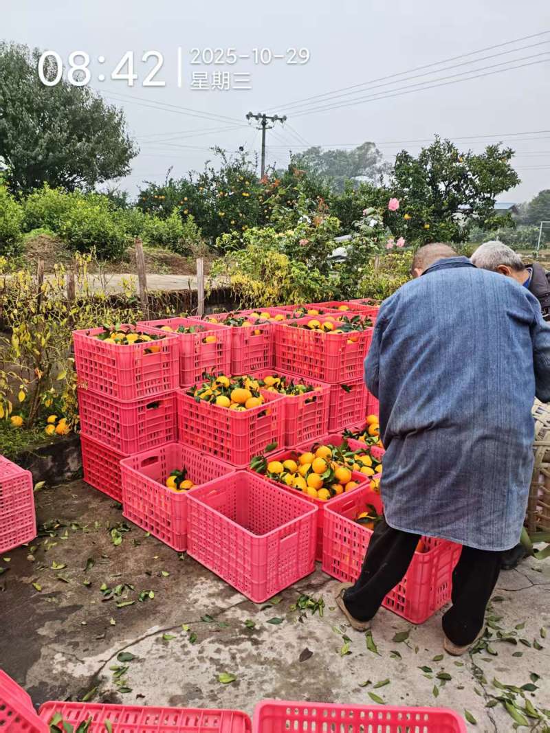 爱媛果冻橙38号四川产地货源充足保质保量欢迎订购