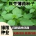 大叶荆芥薄荷种子猫薄荷美国薄荷“大叶荆芥种子野菜荆芥种籽