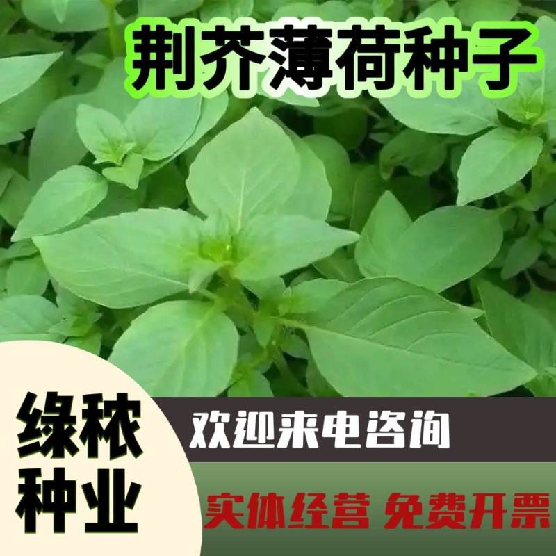 大叶荆芥薄荷种子猫薄荷美国薄荷“大叶荆芥种子野菜荆芥种籽