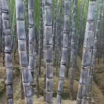 甘蔗，黑皮甘蔗，量大从优，物美廉价，欢迎前来咨询抢购