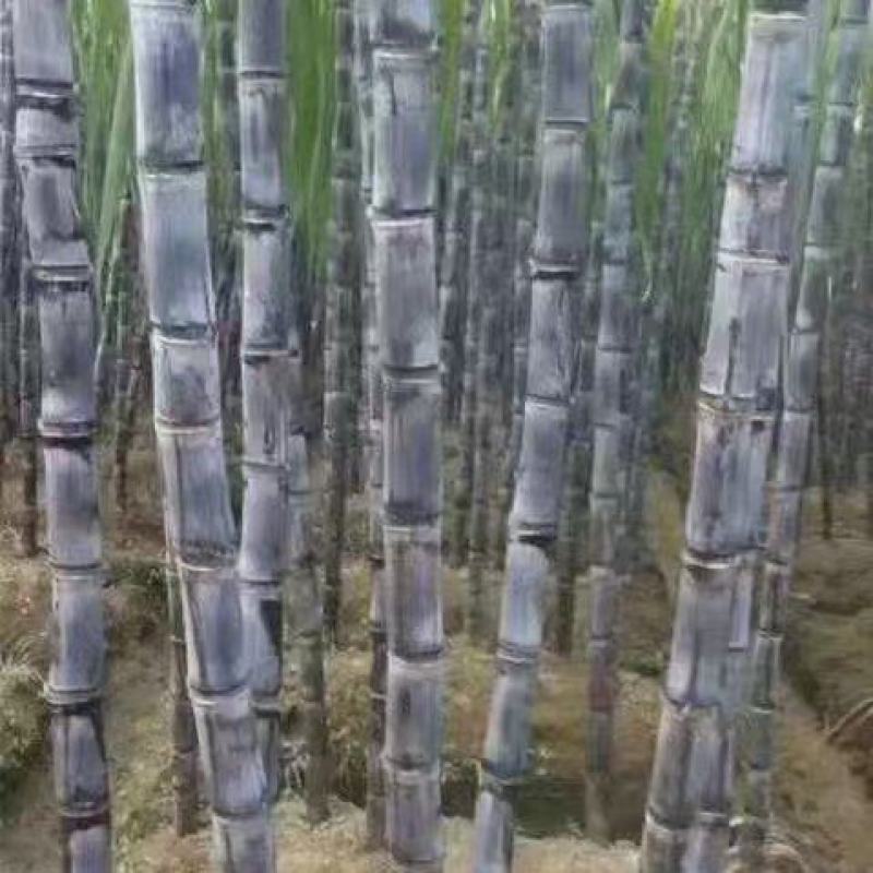 甘蔗，黑皮甘蔗，量大从优，物美廉价，欢迎前来咨询抢购
