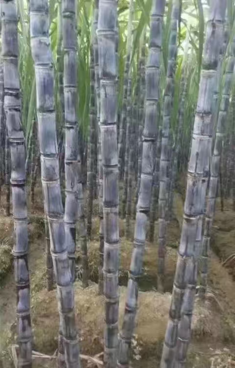 甘蔗，黑皮甘蔗，量大从优，物美廉价，欢迎前来咨询抢购
