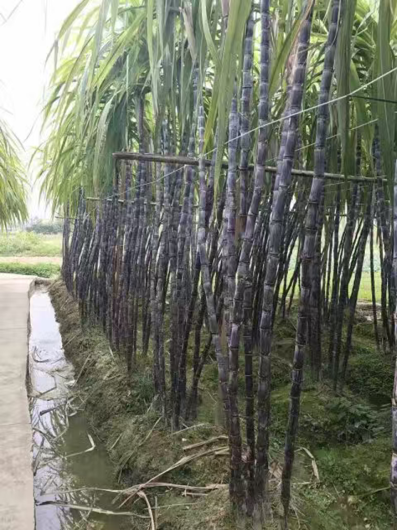 甘蔗，黑皮甘蔗，量大从优，物美廉价，欢迎前来咨询抢购