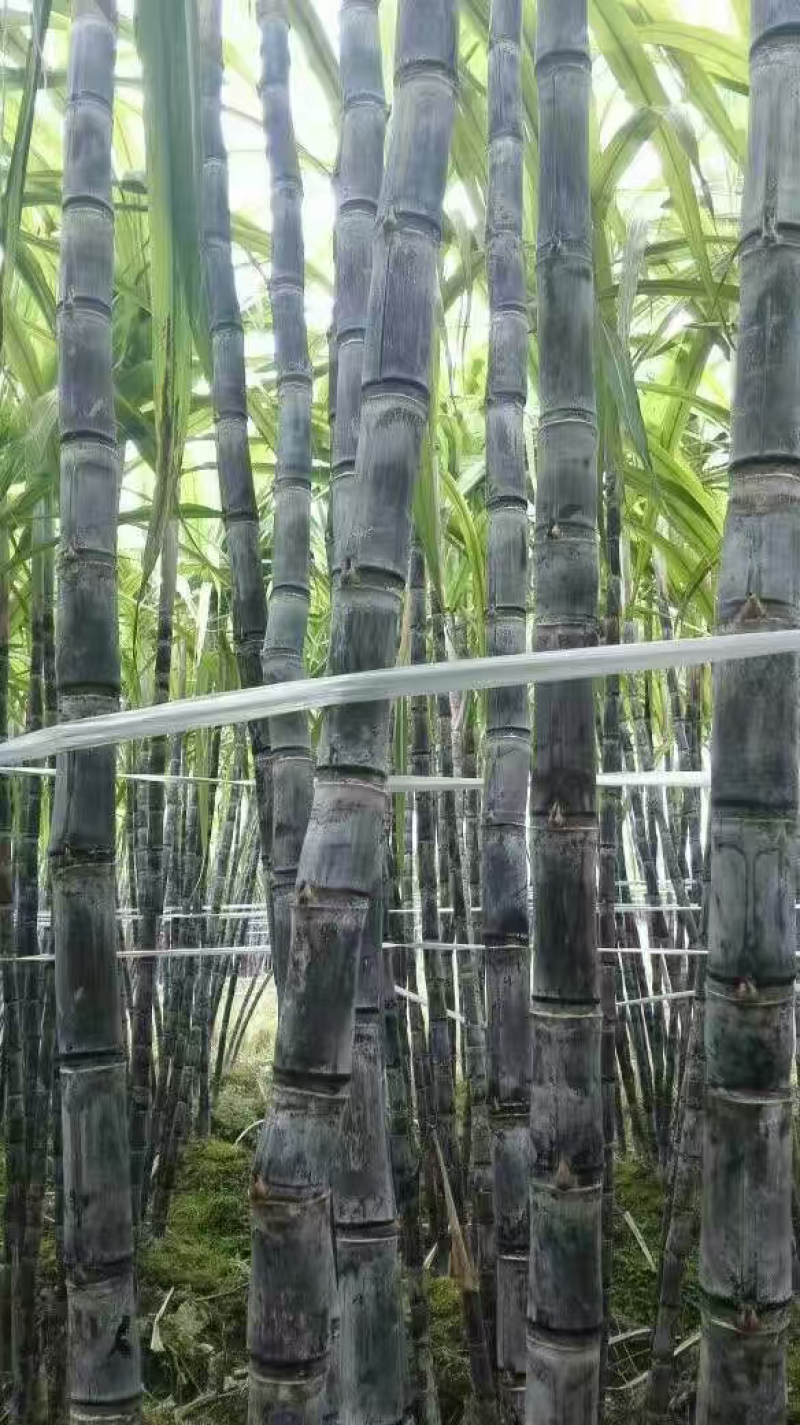 甘蔗，黑皮甘蔗，量大从优，物美廉价，欢迎前来咨询抢购