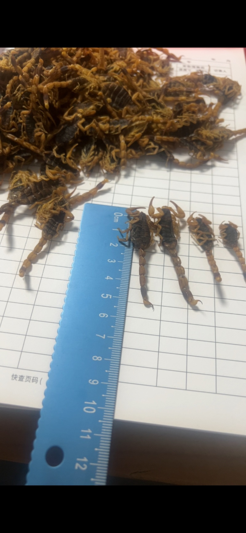 活煮大通货