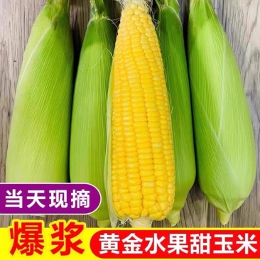 太阳花玉米水果玉米产地直发欢迎电话联系