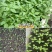 大叶荆芥薄荷种子猫薄荷美国薄荷“大叶荆芥种子野菜荆芥种籽
