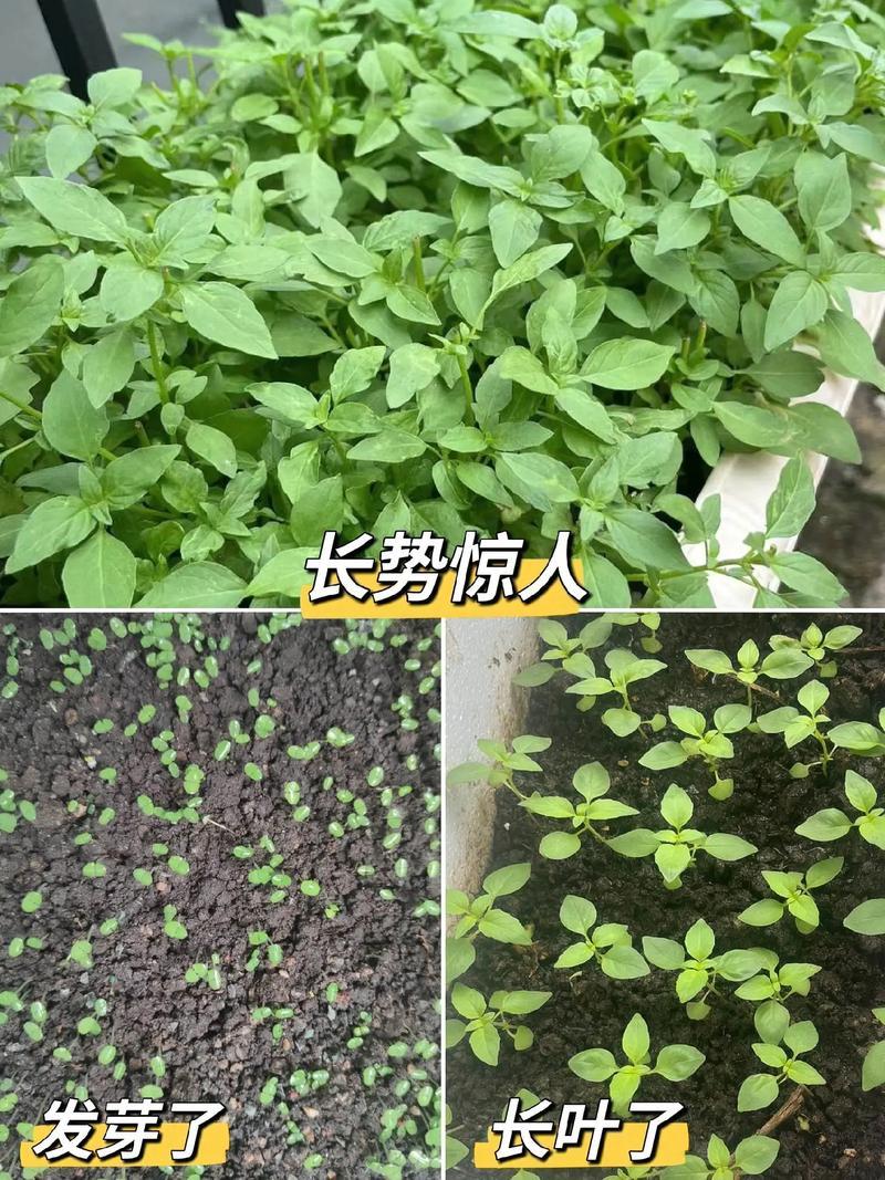 大叶荆芥薄荷种子猫薄荷美国薄荷“大叶荆芥种子野菜荆芥种籽
