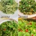 大叶荆芥薄荷种子猫薄荷美国薄荷“大叶荆芥种子野菜荆芥种籽