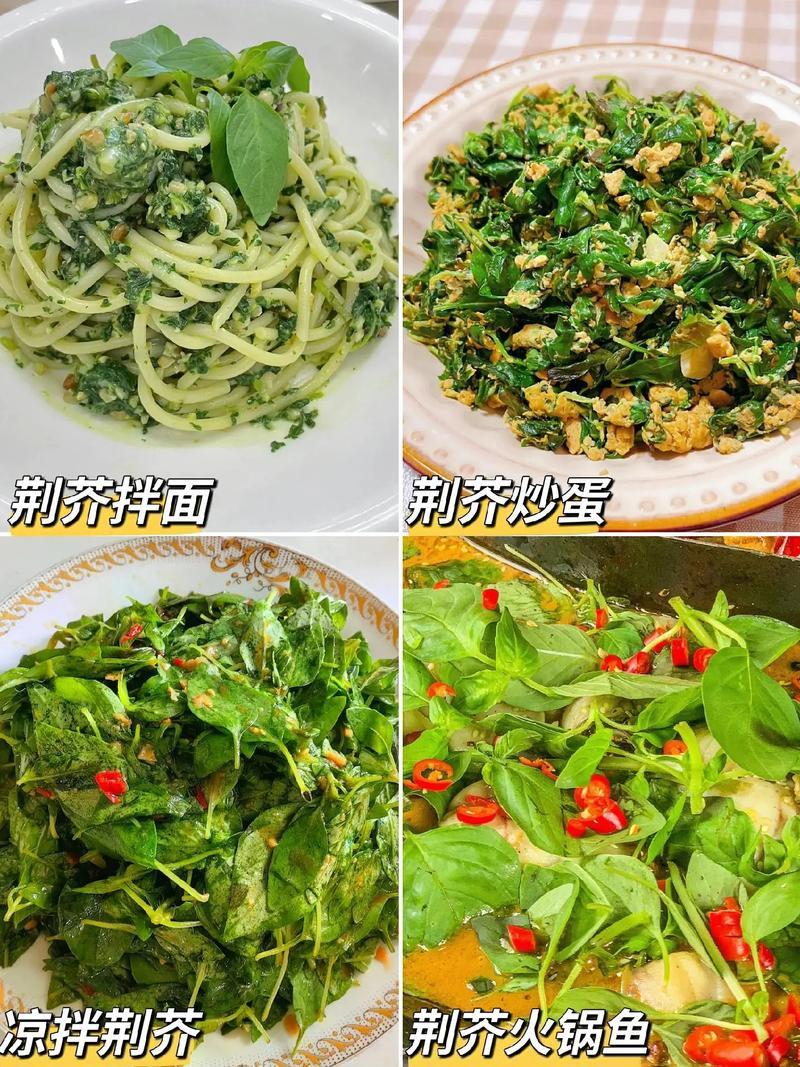大叶荆芥薄荷种子猫薄荷美国薄荷“大叶荆芥种子野菜荆芥种籽