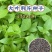 大叶荆芥薄荷种子猫薄荷美国薄荷“大叶荆芥种子野菜荆芥种籽