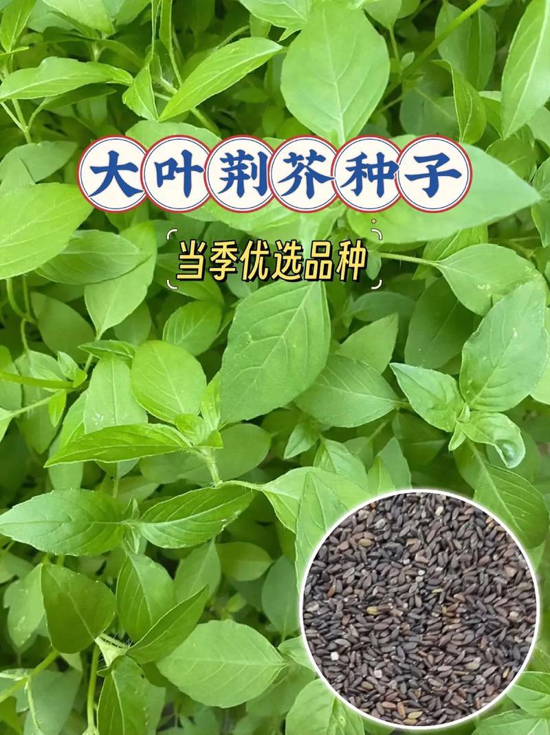 大叶荆芥薄荷种子猫薄荷美国薄荷“大叶荆芥种子野菜荆芥种籽