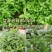 大叶荆芥薄荷种子猫薄荷美国薄荷“大叶荆芥种子野菜荆芥种籽
